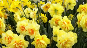 Preview wallpaper daffodils, flowers, flowerbed, spring, greens
