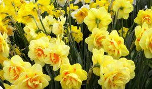 Preview wallpaper daffodils, flowers, flowerbed, spring, greens