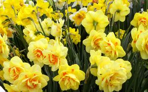 Preview wallpaper daffodils, flowers, flowerbed, spring, greens