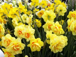 Preview wallpaper daffodils, flowers, flowerbed, spring, greens