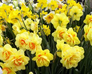 Preview wallpaper daffodils, flowers, flowerbed, spring, greens