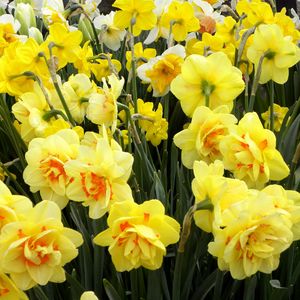 Preview wallpaper daffodils, flowers, flowerbed, spring, greens