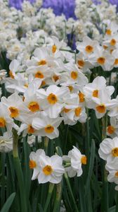 Preview wallpaper daffodils, flowers, flowerbed, green, spring