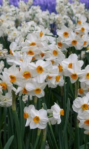 Preview wallpaper daffodils, flowers, flowerbed, green, spring