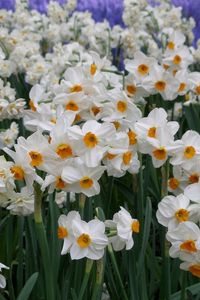 Preview wallpaper daffodils, flowers, flowerbed, green, spring