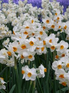 Preview wallpaper daffodils, flowers, flowerbed, green, spring