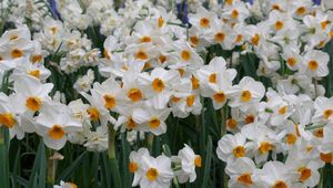 Preview wallpaper daffodils, flowers, flowerbed, green, spring