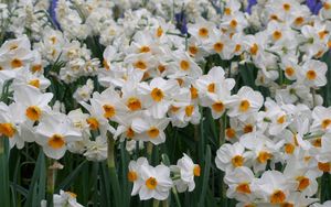 Preview wallpaper daffodils, flowers, flowerbed, green, spring