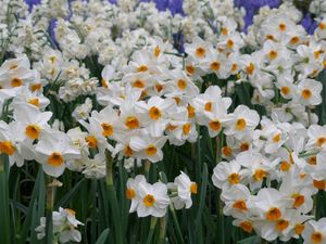 Preview wallpaper daffodils, flowers, flowerbed, green, spring