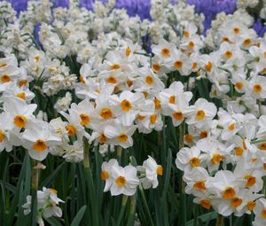 Preview wallpaper daffodils, flowers, flowerbed, green, spring