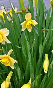 Preview wallpaper daffodils, flowers, flowerbed, spring, green