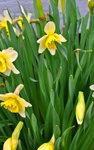 Preview wallpaper daffodils, flowers, flowerbed, spring, green