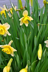 Preview wallpaper daffodils, flowers, flowerbed, spring, green