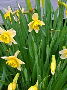 Preview wallpaper daffodils, flowers, flowerbed, spring, green