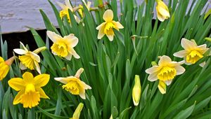 Preview wallpaper daffodils, flowers, flowerbed, spring, green