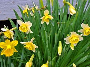 Preview wallpaper daffodils, flowers, flowerbed, spring, green