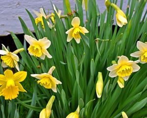 Preview wallpaper daffodils, flowers, flowerbed, spring, green