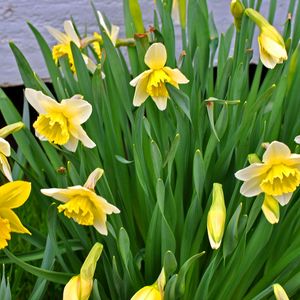 Preview wallpaper daffodils, flowers, flowerbed, spring, green