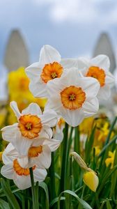 Preview wallpaper daffodils, flowers, flowerbed, fence, close-up