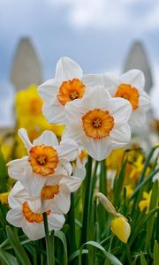 Preview wallpaper daffodils, flowers, flowerbed, fence, close-up