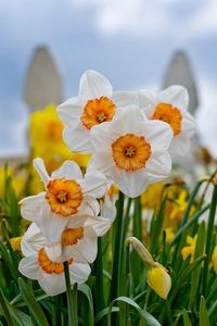 Preview wallpaper daffodils, flowers, flowerbed, fence, close-up