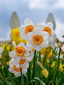 Preview wallpaper daffodils, flowers, flowerbed, fence, close-up