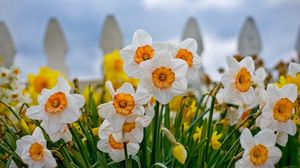 Preview wallpaper daffodils, flowers, flowerbed, fence, close-up