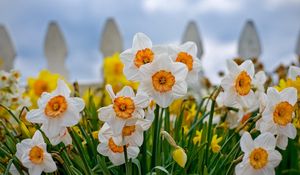 Preview wallpaper daffodils, flowers, flowerbed, fence, close-up