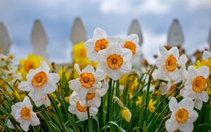 Preview wallpaper daffodils, flowers, flowerbed, fence, close-up