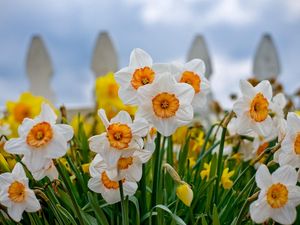 Preview wallpaper daffodils, flowers, flowerbed, fence, close-up