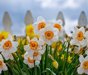 Preview wallpaper daffodils, flowers, flowerbed, fence, close-up