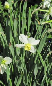 Preview wallpaper daffodils, flowers, flowerbed, spring, greens