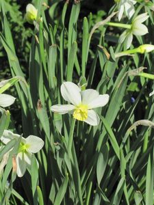 Preview wallpaper daffodils, flowers, flowerbed, spring, greens