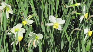 Preview wallpaper daffodils, flowers, flowerbed, spring, greens