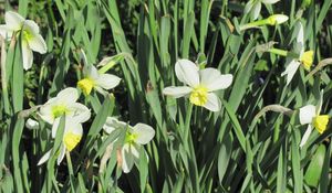 Preview wallpaper daffodils, flowers, flowerbed, spring, greens