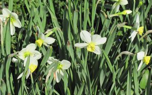 Preview wallpaper daffodils, flowers, flowerbed, spring, greens