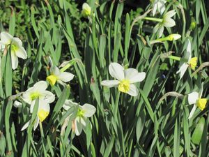 Preview wallpaper daffodils, flowers, flowerbed, spring, greens