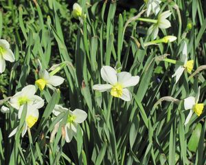 Preview wallpaper daffodils, flowers, flowerbed, spring, greens