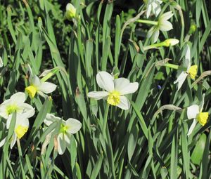 Preview wallpaper daffodils, flowers, flowerbed, spring, greens