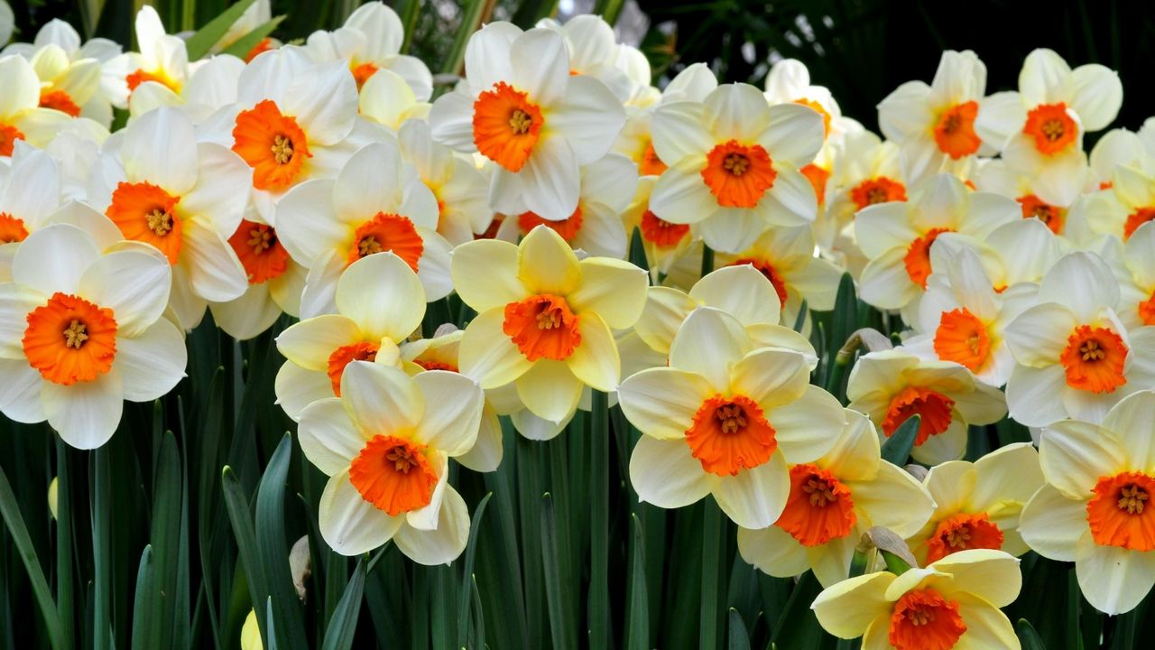 Wallpaper daffodils, flowers, flowerbed, spring mood