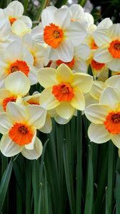 Preview wallpaper daffodils, flowers, flowerbed, spring mood