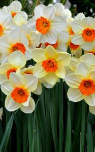 Preview wallpaper daffodils, flowers, flowerbed, spring mood