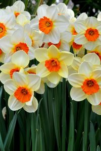 Preview wallpaper daffodils, flowers, flowerbed, spring mood