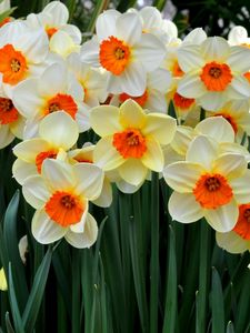 Preview wallpaper daffodils, flowers, flowerbed, spring mood