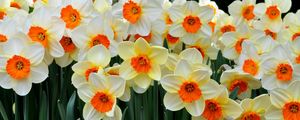 Preview wallpaper daffodils, flowers, flowerbed, spring mood