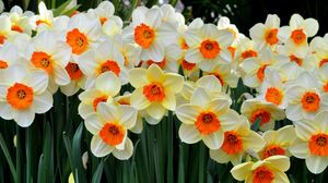 Preview wallpaper daffodils, flowers, flowerbed, spring mood