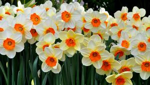 Preview wallpaper daffodils, flowers, flowerbed, spring mood