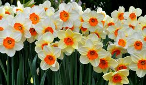 Preview wallpaper daffodils, flowers, flowerbed, spring mood