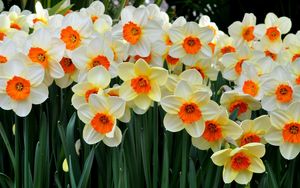 Preview wallpaper daffodils, flowers, flowerbed, spring mood