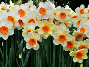 Preview wallpaper daffodils, flowers, flowerbed, spring mood